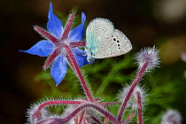 Green-underside blue butterfly (Glaucopsyche alexis) resting on blue flower, Umbria, Italy. May.