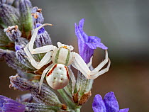 Female Flower crab spider (Misumena vatia) on lavender  Umbria, Italy. May.