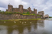 Conwy Castle and railway bridge, on the banks of the River Conwy, North Wales, UK. September, 2020.