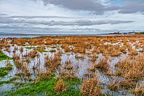 Flooding across River Dee Estuary saltmarsh during a very high tide, the Welsh coast in the background, Burton Point, West Cheshire, UK. November, 2020.