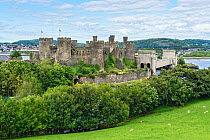Conwy Castle and railway bridge on the banks of the River Conwy, Conwy, North Wales, UK. September, 2020.