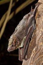 Bare-rumped sheathtail bat (Saccolaimus saccolaimus) gripping on to tree trunk, Darwin, Northern Territory, Australia.