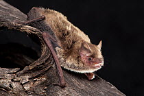 Inland forest bat (Vespadelus baverstocki) resting on a hollow tree branch, Gluepot Reserve, South Australia.