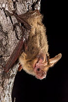 South-eastern long-eared bat (Nyctophilus corbeni), portrait, Gluepot Reserve, South Australia.