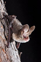 Gould&#39;s long-eared bat (Nyctophilus gouldii) gripping on to tree trunk, Cooktown, Queensland, Australia.