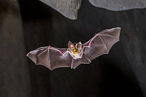 Large-eared horseshoe bat (Rhinolophus robertsi) flying out of cave, Cooktown, Queensland, Australia.