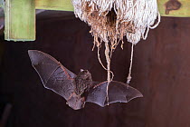Golden-tipped bat (Phoniscus papuensis) flying into a kitchen mop on a verandah where a colony is roosting, Ravenshoe, Queensland, Australia.