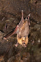 Coastal sheathtail bat (Taphozous australis) on rock wall, Captain Billy&#39;s Landing, Queensland, Australia.