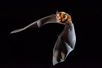 Eastern horseshoe bat (Rhinolophus megaphyllus) flying out from an abandoned mine in late evening. Its orange colouring is due to bleaching from the intense ammonia atmosphere in the mine, Iron Range,...