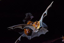 Eastern horseshoe bat (Rhinolophus megaphyllus)  flying out from an abandoned mine in late evening. Their orange colouring is due to bleaching from the intense ammonia atmosphere in the mine, Iron Ran...