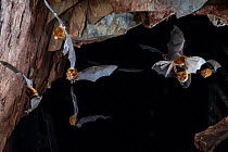 Eastern horseshoe bat (Rhinolophus megaphyllus) colony flying out from an abandoned mine in late evening. Their orange colouring is due to bleaching from the intense ammonia atmosphere in the mine, Ir...