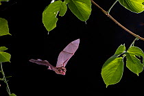 Eastern horseshoe bat (Rhinolophus megaphyllus) in flight at night, Chillagoe, Queensland, Australia.
