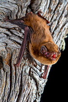 Chocolate wattled bat (Chalinolobus morio), portrait,   Glen Innes, New South Wales, Australia.