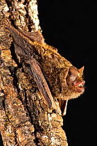 Golden-tipped bat (Phoniscus papuensis), portrait,  Ravenshoe, Queensland, Australia.