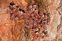 Ghost bat (Macroderma gigas) colony roosting high up in cave roof, Tunnel Creek, Western Australia.