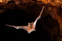 Hill&#39;s sheathtail bat (Taphozous hilli) flying out of an abandoned mine in late evening, Tennant Creek, Northern Territory, Australia