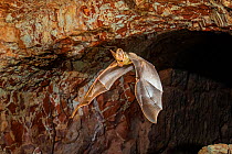 Ghost bat (Macroderma gigas) flying out of a mine addit in late evening, Pine Creek, Northern Territory, Australia.