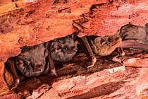 Three Hill&#39;s sheathtail bat (Taphozous hilli) looking out from their hiding place in a rock crevice, Tennant Creek, Northern Territory, Australia.