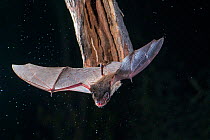 Gould&#39;s wattled bat (Chalinolobus gouldii) flying from roost hollow, Alice Springs, Northern Territory, Australia.