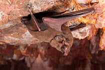 Hill&#39;s sheathtail bat (Taphozous hilli) upside down, holding on to rock face, Tennant Creek, Northern Territory, Australia.