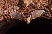 Ghost bat (Macroderma gigas) flying out of a mine addit in late evening, Pine Creek, Northern Territory, Australia.