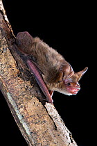 Arnhem long-eared bat (Nyctophilus arnhemensis) on tree branch, Darwin, Northern Territory, Australia.