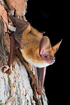 Northern long-eared bat (Nyctophilus daedalus) gripping on to tree bark, Adelaide River, Northern Territory, Australia.