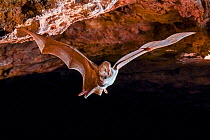 Ghost bat (Macroderma gigas) in flight, Pine Creek, Northern Territory, Australia.