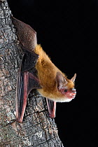 Pygmy long-eared bat (Nyctophilus walkeri) on tree trunk, Adelaide River, Northern Territory, Australia.