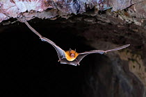 Orange leaf-nosed bat (Rhinonicteris aurantia) flying out of abandoned mine in late evening, Pine Creek, Northern Territory, Australia.