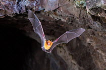 Orange leaf-nosed bat (Rhinonicteris aurantia) flying out of abandoned mine in late evening, Pine Creek, Northern Territory, Australia.