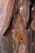 Common sheathtail bat (Taphozous georgianus) clinging on to rock wall, Kununurra, Western Australia.