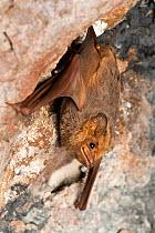 Troughton&#39;s sheathtail bat (Taphozous troughtoni) roosting in cave during the day, Cape Hillsborough, Queensland, Australia.