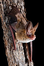 Western long-eared bat (Nyctophilus major ssp. tor)  Balladonia, Western Australia.