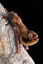 Chocolate wattled bat (Chalinolobus morio) on tree trunk, Dryandra Forest, Western Australia.