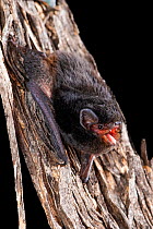 Little pied bat (Chalinolobus picatus) crawling down tree, Glue Pot Reserve, South Australia.