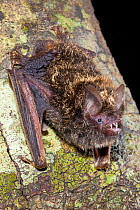 Golden-tipped bat (Phoniscus papuensis) gripping on to a tree trunk, Bunya Mountains, Queensland, Australia.
