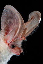 Long-eared / Lappet-eared bat (Plecotus austriacus), portrait, Sinai Peninsula, Egypt.