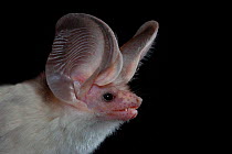 Desert long-eared bat (Otonycteris hemprichi), portrait, Sinai Peninsula, Egypt.