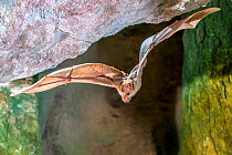 Ghost bat (Macroderma gigas) in flight, Cooktown, Queensland, Australia.