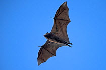 Christmas Island flying fox (Pteropus natalis) soaring over the ocean during the day, Christmas Island, Australia.