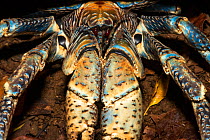 Robber crab (Birgus latro), portrait, Christmas Island, Australia.