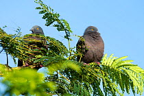 Two Christmas Island imperial pigeon (Ducula whartoni) perching in treetops, Christmas Island, Australia.