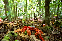 Christmas Island red crab (Gecarcoidea natalis) creeping around on the forest floor, Christmas Island, Australia.