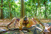 Robber crab (Birgus latro) scavenging on the forest floor, Christmas Island, Australia.