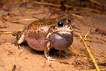 Male Striped burrowing frog (Cyclorana alboguttata) calling, Cunnamulla, Queensland, Australia.