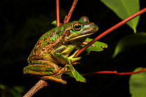 Motorbike frog (Litoria moorei) sitting in a shrub at night, Windy Harbour, Western Australia.