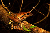 Rainforest stream frog (Litoria jungguy) sitting on a branch at night, Wet Tropics World Heritage area, Queensland, Australia.