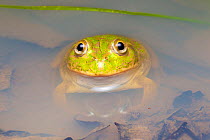 Water-holding frog (Cyclorana platycephala) in shallow pool after rain, Westmar, Queensland, Australia.