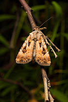 Tobacco cutworm / Cotton leafworm moth  (Spodoptera litura) resting on a branch, Winton, Queensland, Australia.
